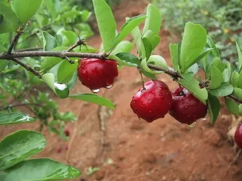 Acerola cherry