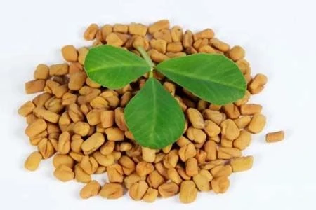 fenugreek