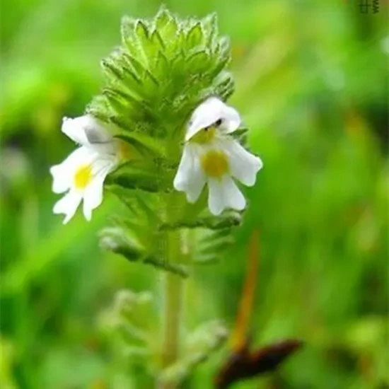 Eyebright 