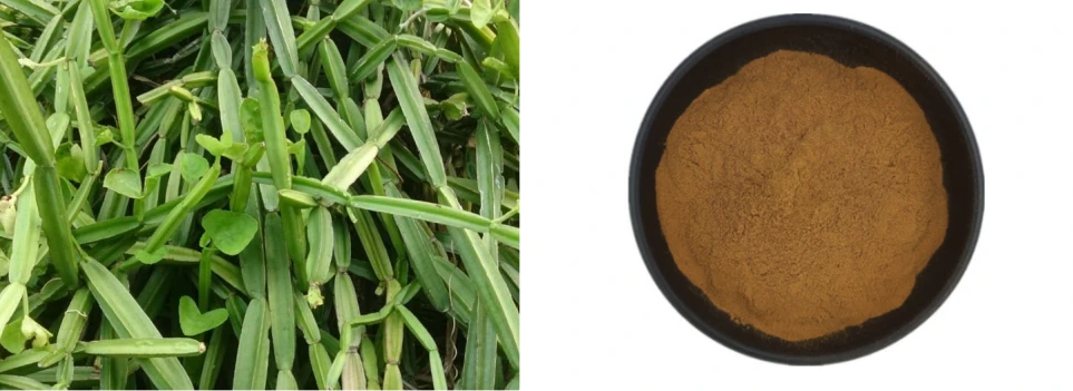 Cissus Powder